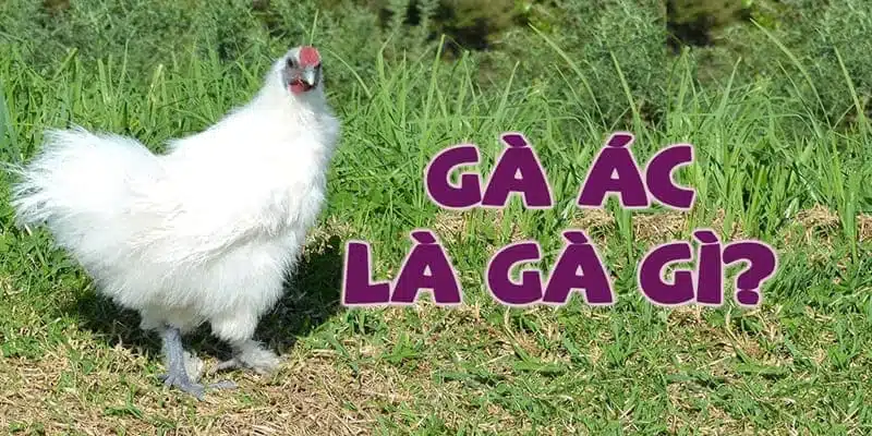 Gà Ác - Tất Tần Tật Những Thông Tin Về Dòng Gà Thuần Chủng